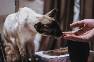 Моя кчайности тырит. Печенье, булочки, пирожки, сухарики и вот это вот всё )