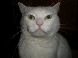 Спасибо. Обошлись без операции. Ветеринар-девушка умничка! Всех успокоила, привожу её уколы делать. Наш засранец ожил, ест за пятерых!