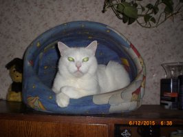 Спасибо. Обошлись без операции. Ветеринар-девушка умничка! Всех успокоила, привожу её уколы делать. Наш засранец ожил, ест за пятерых!