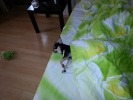 У нас не собака будет, а мы ее