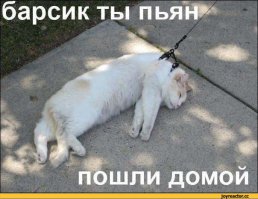 100 очаровательных животных, способных уснуть в любое время, в любом месте