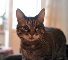 У меня тоже пиратский кот.(одноокой:). Знакомьтесь, Буч!!! В честь боксера, персонажа Брюса Уиллиса, сами знаете откуда.
  Взяли его как-то в деревню, к знакомым. Гуляет он свободно, где хочет. Совершал побег с пятого этажа, по делам амурным. Приходил через 3 дня,довольный :))) 
  Так вот на улице, опушка леса рядом, на него налетел дикий котяра, размерами с камышового. Разняли через пару минут. Глаз пришлось удалять, но с таким матерым инструктором думаю, на крапо...ый, то есть на котОвый берет он сдал. 
  Да и он не грустный, он уже на пенсии. Ему около 15 лет. Как сыр в масле...