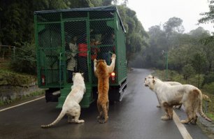 Васька, тащи автоген! Тут консервы не открываются!