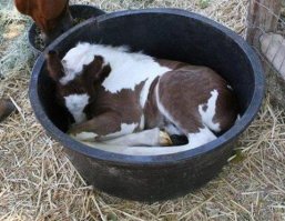 Не только коты любят спать в мисках)