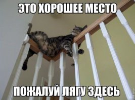 10 удивительных фактов о том, как спят животные