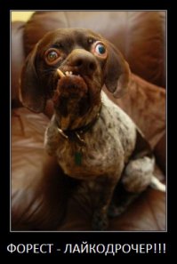 Местный Хатико