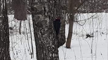 А я вот, два дня назад, чёрного дятла встретила! Правда, я рядом с лесопарком живу, там и попался. Сидел на снегу, огромный, как ворон. Думаю, больной, что ли, на снегу-то? А он, оказывается, пень долбил. От меня улетел на дерево, еле успела щёлкнуть.