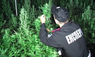 Доверься эксперту...