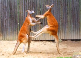 Последнее объятие: умирающая мама-кенгуру прощается со своим детёнышем