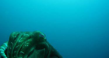 я тоже видел Кракена!!! )))