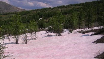 Арбузный снег! Вот теперь я видел всё! Ну или почти всё...