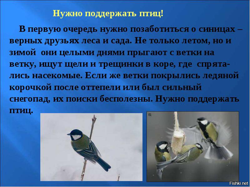 Проект по защите птиц