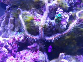 Это первое время сложно. А когда обзаводишься оборудованием, накапливаешь опыт, все становится гораздо проще. Теперь ухаживаю за ним раз в неделю минут по 10 ну и раз в месяц часа два нужно, чтобы все оборудование почистить.