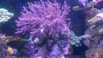 Все относительно. Мой первый морской аквариум, кстати фото из него. Был всего 60 литров. Из оборудования - фильтр рюкзак, автоматический нагреватель, вентилятор для поверхностного охлаждения, морской свет на простеньких лампах, мини-скиммер, помпа течения, сам аквариум, самодельная тумбочка. Почти все взял б/у с форумов. Долго конечно возился, но все затраты на оборудование составили 9500р. Внутри разместил живые камни и живой песок (3500р), корма делал сам (1000р на год), соль и химию использовал простенькую (4500 на 2 года). Первые обитатели достались бесплатно или почти бесплатно, на форумах всегда готовы поделиться с начинающими. Сейчас у меня конечно уже очень большой аквариум 550л, с очень серьезным оборудованием с немалой стоимостью, где-то 250т.р. ну и наполнение аквариума соответствующее, органики где-то на 100-200т.р. Корма и химию кораллы окупают сами (продаю непомерно разросшиеся колонии), к примеру, как на фото.