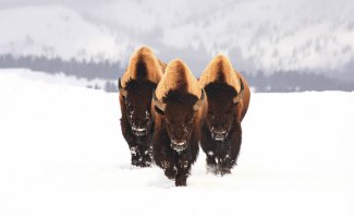 Три богатыря, причём три глагол!