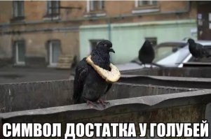 Там просто рядом не было этого крутого голубя