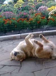 100 очаровательных животных, способных уснуть в любое время, в любом месте