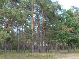 Где такой лес под эту хреновину найти? Уж больно стволы ровные!А вот как в обычном лесу?