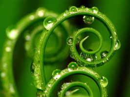 Перфекционизм в природе