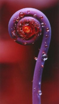 Перфекционизм в природе