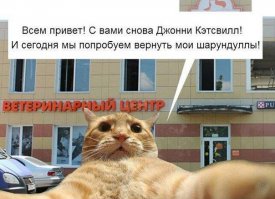 «Селфи-кот» и «братки с района» завоевали Instagram