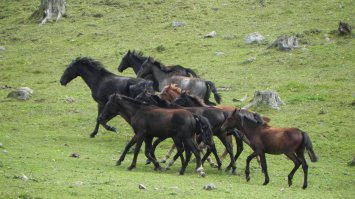 Сам фоткал.
КРЧ.