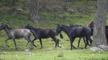 Сам фоткал.
КРЧ.