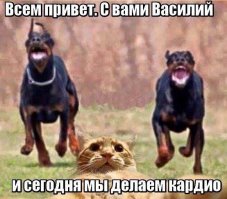 «Селфи-кот» и «братки с района» завоевали Instagram