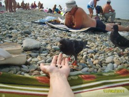 Повесил сало для птиц 