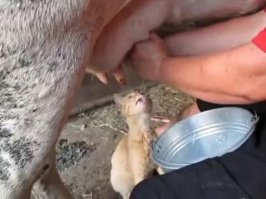 ага им молоко нельзя....
ты им это расскажи.
это от кормления вискасами у них желудки перестали вырабатывать ферменты. посмотри на деревенских кошатин. они от молока никогда не откажутся.
тут одна высказывалсь, что котам нельзя давать рыбу.....