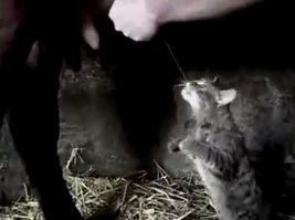 ага им молоко нельзя....
ты им это расскажи.
это от кормления вискасами у них желудки перестали вырабатывать ферменты. посмотри на деревенских кошатин. они от молока никогда не откажутся.
тут одна высказывалсь, что котам нельзя давать рыбу.....