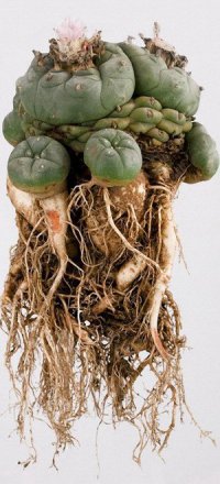 "Вы вообще когда-нибудь задумывались о том, что над вашей головой самое большое, которое только можно себе представить, окно в Бесконечность? Или о том, что все мы - люди и другие жители этой планеты, по сути, живем и умираем на гигантском космическом корабле, мчащемся на огромной скорости сквозь космос? Или о том, что атомы воздуха, который мы вдыхаем, когда-то очень давно выдохнул какой-нибудь динозавр? И о том, что этот наш гигантский космический корабль - кипящий шар с тонкой остывшей корочкой? И что на этой корочке, обтянутой тонким слоем атмосферы, происходит самый удивительный бред из всех возможных?
Если только представить все это со стороны, то получается забавная картина: существа одного вида насочиняли себе различий, границ, богов, идеологий, предрассудков, изобрели оружие массового уничтожения, высасывают из под корки все что можно не думая о последствиях, научились ради выгоды создавать искусственный дефицит, развязывать бессмысленные войны, и при всем этом, гордо называют себя "разумными". Я считаю что человечество не достойно называть себя разумным, пока есть те, кто страдает. В разумном обществе причинение вреда кому угодно было бы страшным преступлением."
А.Томпсон