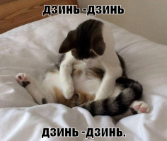 «Селфи-кот» и «братки с района» завоевали Instagram