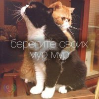 «Селфи-кот» и «братки с района» завоевали Instagram