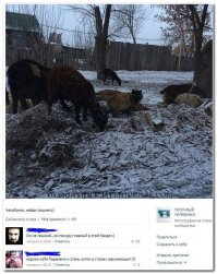 Окружи себя баранами и стань котом в глазах окружающих