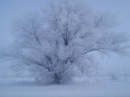 Сегодня в Саратове