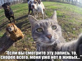 Эти животные знают толк в сэлфи!