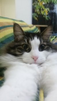 Мой кот :)