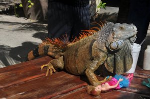 20 красивых фотографий дикой природы