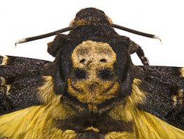 Acherontia atropos, Phyllodes imperialis