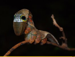 Acherontia atropos, Phyllodes imperialis