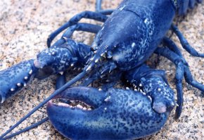 В Калмыкии раньше крупные водились, до 40 см. Синие такие, вкуснейшие.
Потом какой-то местный придурок запустил какой-то другой более мелкий вид и этот начал бешенно воспроизводиться, съедая еду синего. Потихоньку исчезли...
Было примерно так (только изрядно темнее):