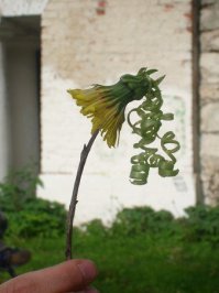 Этот незабываемый вкус детства!