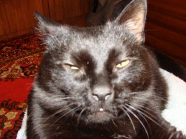 14 котов, очень некомфортно чувствующих себя перед веб-камерой