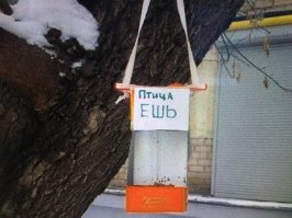 Как помочь синичкам