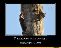 Так как же всё-таки звать жену дятла?