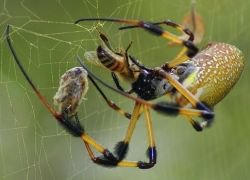 Это еще лучший вариант.

У многих пауков поедание самкой самца после спаривания является привычным явлением. Ранее ученые предлагали множество сложных эволюционных сценариев развития такого поведения, начиная от пользы для вида и заканчивая очень усложненными схемами сексуального отбора.

Оказалось же, что причина подобного каннибализма гораздо проще.

Все дело в размере. Если самцы маленькие, то их проще поймать, и они с высокой вероятностью станут жертвами. Большие самки едят самцов по двум причинам:
1. Они голодны
2. Они могут их съесть.