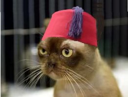 Интернет влюбился в имама из Турции, который приютил кошек в мечети