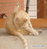 Что будет, если в стиральную машину засунуть кирпич, поставить ее на батут и включить?