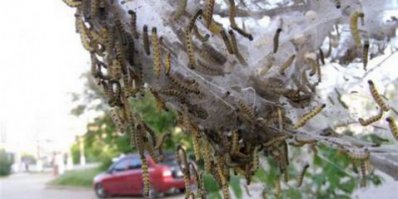 У нас тоже бывает временами такая хрень на черёмухе. Но как приходит так и уходит.